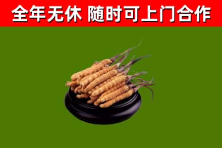 红岗回收冬虫夏草