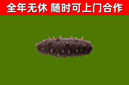 红岗回收海参干